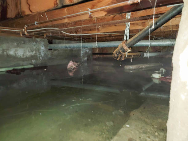 Best Commercial water damage restoration  in Bellview, FL