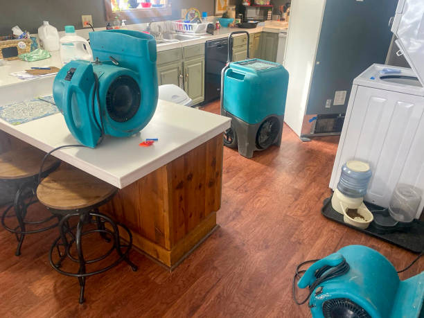 Best Mold removal after water damage  in Bellview, FL