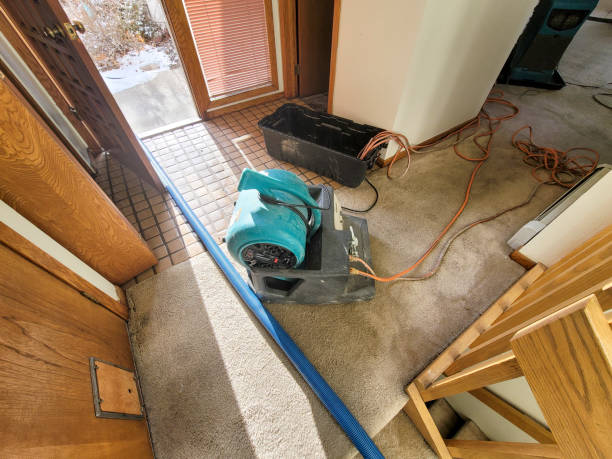 Best Fire Damage Restoration  in Bellview, FL