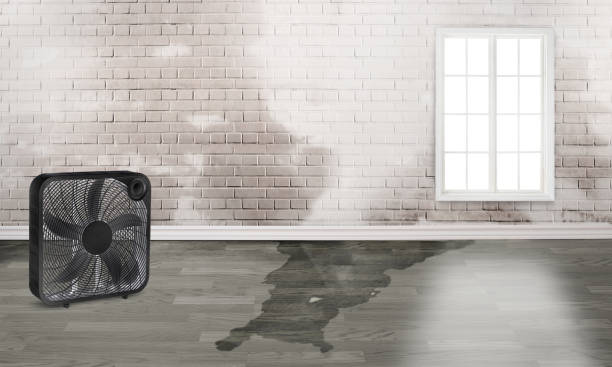 Best Local water damage restoration  in Bellview, FL
