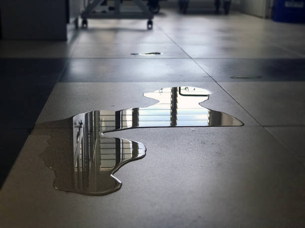 Best Professional water damage repair  in Bellview, FL