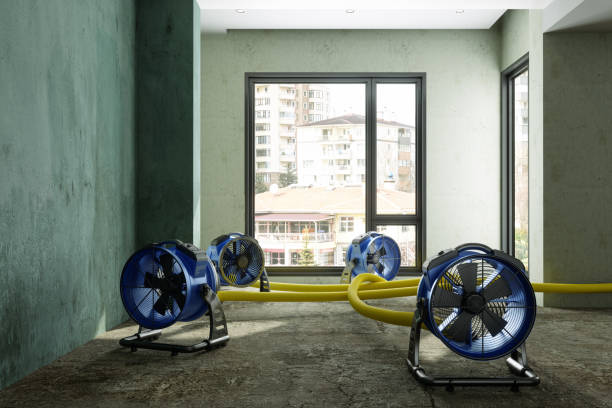 Best Water damage restoration near me  in Bellview, FL